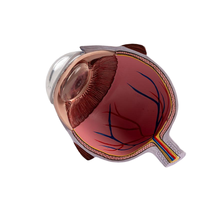 Modèle oculaire pathologique avec lentilles interchangeables pour la démonstration de la cataracte