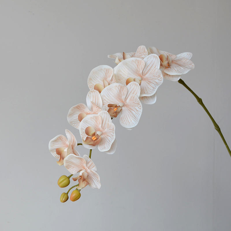 สีเบจ9หัว