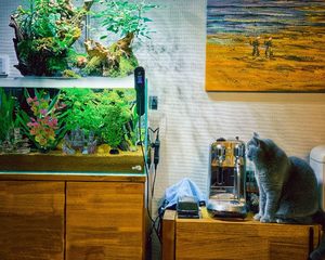 Kit de Decoración para Acuario Rectangular de 13 Piezas, Caja de Resina para Pecera Pequeña, Estilo Jardín, <span class=keywords><strong>Castillo</strong></span>, Rocalla, Escondite para Peces Betta, Coral - Product Image 6