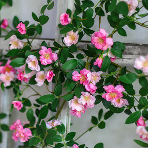 ดอกกุหลาบประดิษฐ์ Qingxu สีชมพู ผ้าไหม ตกแต่งผนัง 58 ดอก ต้นไม้ประดับเพดาน ตกแต่งสวน - Product Image 2
