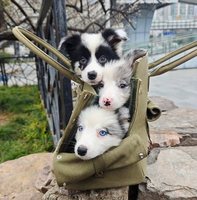Bolsa de Transporte para Mascotas de Gran Capacidad, Elegante y Moderna, Estilo Diseñador, Bolso de Mano, Bolso Bandolera para Perros y Gatos