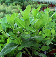 500g de feuilles de gynura procumbens séchées en vrac, saveur de feuilles d'épinard de longévité, thé en gros à vendre