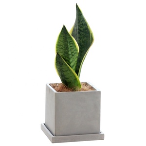 Nordico stile semplice decorazione da tavolo per interni forma quadrata fioriera <span class=keywords><strong>cemento</strong></span> piante succulente <span class=keywords><strong>vasi</strong></span> con foro - Product Image 6