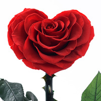 Fleur éternelle en forme de cœur, vraies roses séchées de haute qualité pour la fête des mères, anniversaire, cadeaux de vacances pour les amis et la famille