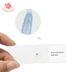 준비된 슬라이드 ascari와 양파 Mitosis 현미경 슬라이드 세트 의료 과학 - Product Image 3