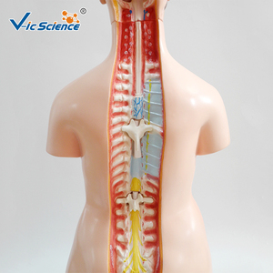 Cuerpo Humano, anatomía, Torso, anatómico, humano, modelo 85CM, Unisex, 40 Partes <span class=keywords><strong>para</strong></span> enseñar - Product Image 2