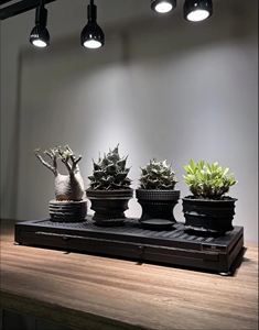 Base Metálica para Jardín con Plato de Agua, Bloque de Malla Engrosada, Soporte para Raíces, Plantas y Flores, Plataforma de Conservación - Product Image 5