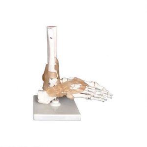 Modèle de <span class=keywords><strong>squelette</strong></span> du <span class=keywords><strong>pied</strong></span> <span class=keywords><strong>humain</strong></span> 50000.02D - Product Image 1