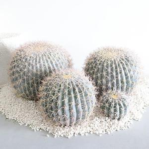 Mur végétal artificiel émotionnel, plantes décoratives d'aspect naturel, étiquette personnalisée, grande plante artificielle de cactus pour chambre à coucher - Product Image 4