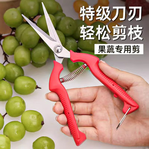 กรรไกรตัดผลไม้ สแตนเลส สีแดง แบบ Bypass ขนาด 10-20 มม. สำหรับตัดแต่งต้นไม้ผลไม้ - Product Image 1