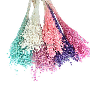 Frijol de Acacia Seco Teñido QC, Ecológico, Duradero, Hecho a Mano, Suministros para Floristería, Origen Yunnan, China, Decoración para Bodas - Product Image 1