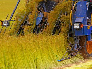 Máquina cosechadora de frijoles de la mejor marca de China GN60, productos agrícolas, motor diésel con gran fuerza motriz - Product Image 2