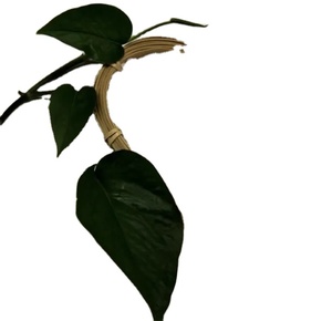 PP <span class=keywords><strong>Polypropylene</strong></span> giá mỗi kg PP hạt nhựa tiêm lớp <span class=keywords><strong>polypropylene</strong></span> <span class=keywords><strong>Copolymer</strong></span> ngẫu nhiên - Product Image 2