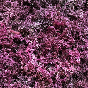 แอนนาสีขาว Eucheuma Cottonii สาหร่าย - Product Image 1