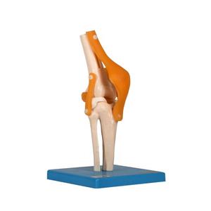 GD/A11209/4ข้อต่อหัวเข่ากายวิภาคของมนุษย์ - Product Image 1