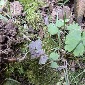 Zi Bei Tian Kui Medicina Herbal Chinesa Selvagem Bulbo de Begonia Fimbristipula Seco Raiz de Begonia Fimbristipula - Product Image 3