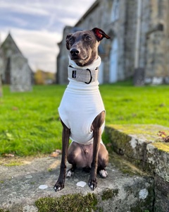 Qiqu <span class=keywords><strong>Pet</strong></span> <span class=keywords><strong>shop</strong></span> il ponticello IGGY per levriero italiano whippet sospiro lurcher dog dress - Product Image 2