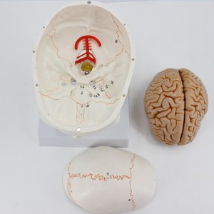 Modèle de crâne humain anatomique grandeur nature de haute qualité avec cerveau et colonne vertébrale, modèle de tête humaine avec sutures osseuses - Product Image 3