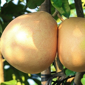 Nouvelle récolte de pomelo <span class=keywords><strong>chinois</strong></span> frais, pomelo à cœur rouge, pomelo à cœur blanc, sucré, juteux, croustillant, vente en gros, exportation - Product Image 6