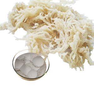 最高品質のアイルランド産海藻パウダー（コンドラス・クリプサス）ストレートパウダー アイリッシュモスパウダー - Product Image 1