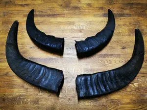 Paire de cornes de buffle naturelles authentiques pour montage mural rustique et décoration de la maison paire de cornes longues polies à la main à bas prix - Product Image 2