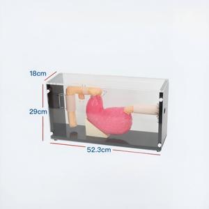 แบบจำลองฝึกปฏิบัติการส่องกล้องตรวจ<span class=keywords><strong>กระเพาะ</strong></span>อาหารและท่อทางเดินอาหาร (ERCP) พร้อมอุปกรณ์ช่วยสอนการฝึกส่องกล้องตรวจโรคทางเดินอาหารในรูปแบบจำลอง - Product Image 6