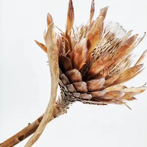 Verano flora Yunnan venta al por mayor y ramo <span class=keywords><strong>de</strong></span> <span class=keywords><strong>flores</strong></span> frescas para la decoración <span class=keywords><strong>de</strong></span> la casa <span class=keywords><strong>de</strong></span> <span class=keywords><strong>flores</strong></span> secas protea - Product Image 1