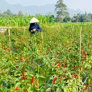 Venta caliente de chiles verdes frescos de alta calidad de Vietnam Especias individuales en piezas Procesamiento crudo Precio bajo Exportación - Product Image 6