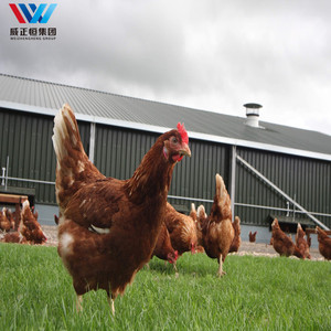 Progettazione su misura delle case di gallina della struttura d'acciaio per le case di gallina moderne della fattoria e gli allevamenti di pollo della griglia su grande <span class=keywords><strong>scala</strong></span> - Product Image 6