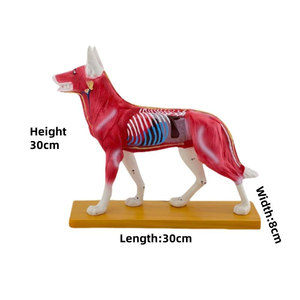 Model akupuntur hewan sains medis Model anatomi kerangka hewan anjing untuk diagnostik dokter hewan - Product Image 3