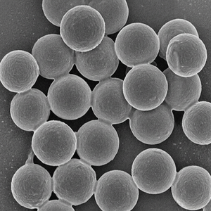 Microesferas de Fluorescencia Resueltas en Tiempo para Pruebas Rápidas de Flujo Lateral, Microesferas de Fluorescencia Resueltas en Tiempo para Diagnóstico In Vitro - Product Image 1