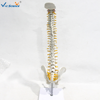 Modèle anatomique pour écoles de médecine : Vertèbre occipitale, bassin, tête fémorale, nerf spinal – PVC écologique certifié CE VicScience