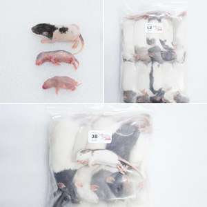 Rata Deshidratada Entera para Alimentación de Depredadores de Zoológico y Reptiles - Product Image 1