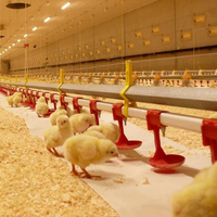 Équipement pour volaille Poulailler Système d'alimentation pour poulet pour boire de la volaille