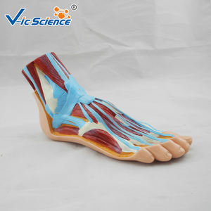 Modelo Anatómico de Pie para Enseñanza, Modelo Anatómico de Pie, Modelos Científicos para la Escuela, <span class=keywords><strong>Cuerpo</strong></span> <span class=keywords><strong>Humano</strong></span> - Product Image 5