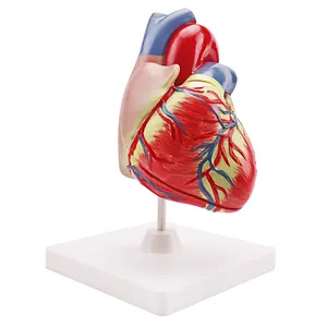 รูปแบบหัวใจมนุษย์3ครั้งที่มีสีด้านล่างโปร่งใสแพทย์โรคหัวใจโรคหัวใจกายวิภาคศาสตร์รูปแบบการเรียนการสอน