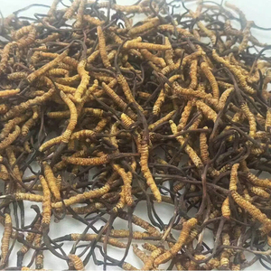 <span class=keywords><strong>Cordyceps</strong></span> Sinensis Selvatico di Alta Qualità, Puro e Naturale, 3 Pezzi per Grammo - Product Image 1