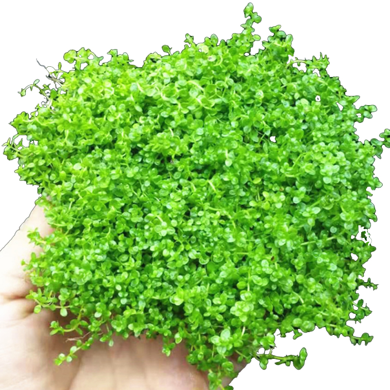 Bể Cá Cảnh Quan Trang Trí Cây Thủy Sinh Sống Cây Nước Ngọt Hoa Cúc Xanh Centipedegrass 61-78