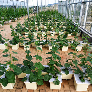Système de seaux aéroponiques commerciaux 20 pièces, système de seaux Bato avec coude de siphon spécialisé pour systèmes d'irrigation goutte à goutte hydroponiques - Product Image 6