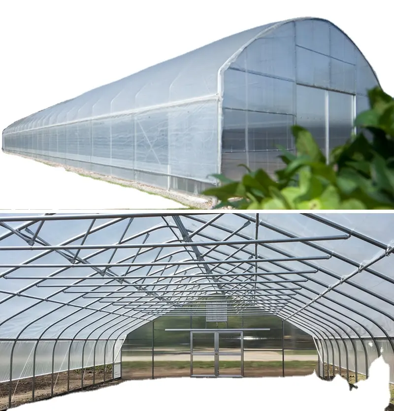 Nft水耕栽培システム付きトンネルシングルスパン温室プラスチックフィルム温室