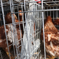 Cages en acier à immersion à chaud argentées pour volaille, pondeuse automatique professionnelle, prix réduit de 20 ans de durée de vie pour l'Afrique