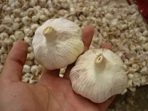 2023 नए सत्र SINOFARM ब्रांड चीनी ताजा लहसुन लाल सामान्य सफेद हाथी लहसुन ajo alho garlics कीमत के लिए थोक खाई