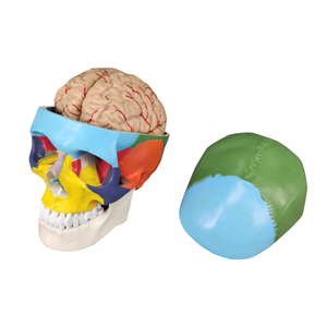 Modelo de Cráneo Humano de 8 Partes, Anatomía del Cerebro - Product Image 1