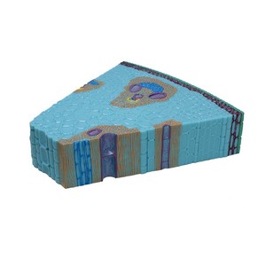 Modèle de tige de plante monocotylédonée Qinghua, instrument pédagogique scientifique pour l'enseignement de la biologie au collège et au lycée. - Product Image 3