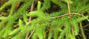 Esponjosas de Licopodio para Fuego Magnético, Polvo de Licopodio con Efecto de Fuego de Dragón - Product Image 4