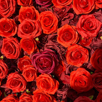 NINI Vente en gros de roses artificielles en soie rouges pour mur de fond de scène de mariage, demande en mariage, événement nuptial, décoration romantique et écologique