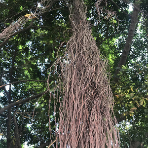 ตู้ปลาเชิงนิเวศ ตู้ปลาระแนง จัดสวนตู้ปลา <span class=keywords><strong>ราก</strong></span>ดราก้อนวิสเกอร์ กิ่งหวาย ต้นไทร หนวด<span class=keywords><strong>ไทร</strong></span> - Product Image 6