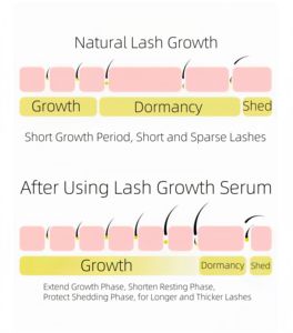 Klinischer Test Schnelle Verlängerung Private Label Lash Serum Wachstum Vegan Organic Enhancer <span class=keywords><strong>Peptide</strong></span> Wimpern wachstums seren mit Boxen - Product Image 4