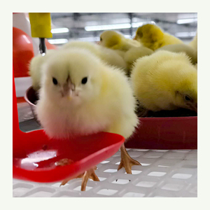 Nouveau modèle de cages à poulet Cage pour volaille Cages pour poules pondeuses/poulets de chair pour l'élevage de poulets - Product Image 3