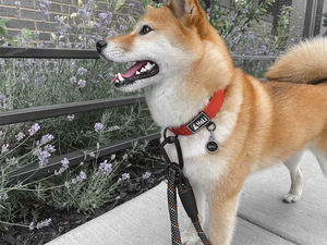 <span class=keywords><strong>Collar</strong></span> Táctico de Fábrica para Perros de Alta Resistencia, Ajustable, Acolchado y Duradero de Nailon para Entrenamiento de Perros Pequeños, Medianos y Grandes - Product Image 4